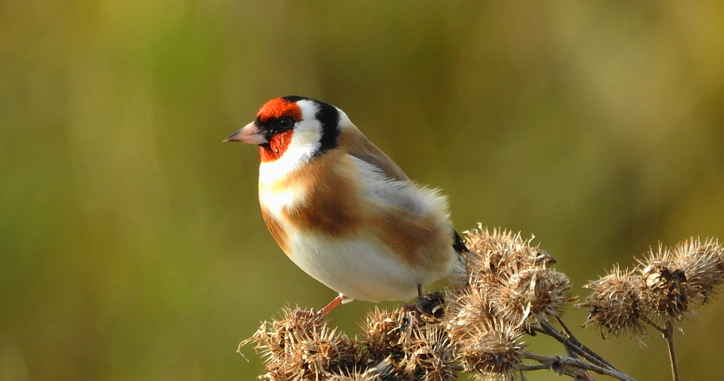 Szczygieł (Carduelis carduelis)