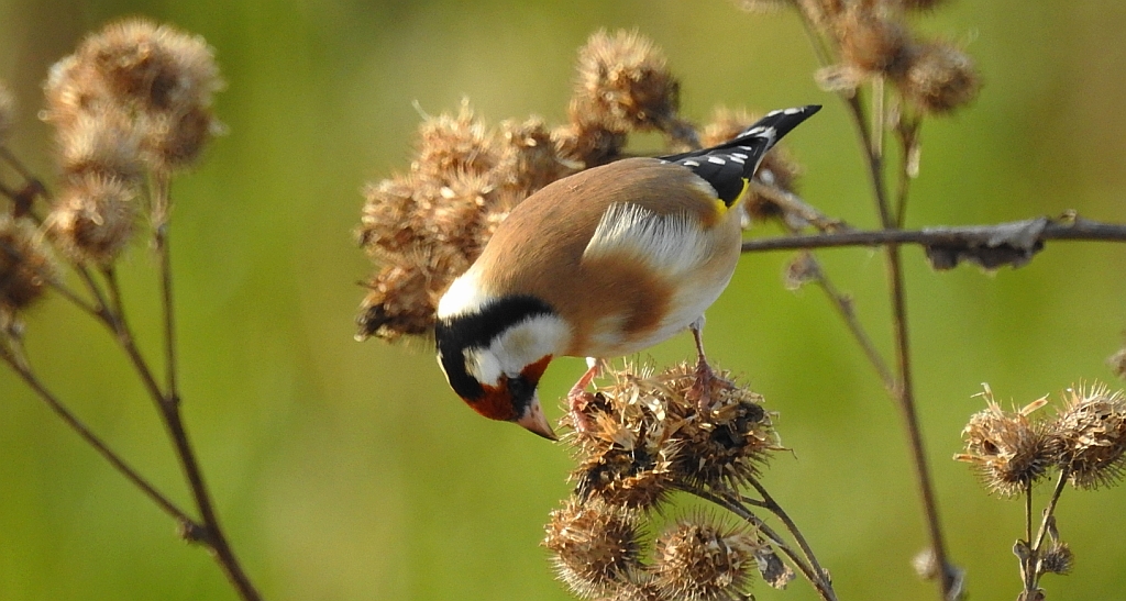 Szczygieł (Carduelis carduelis)