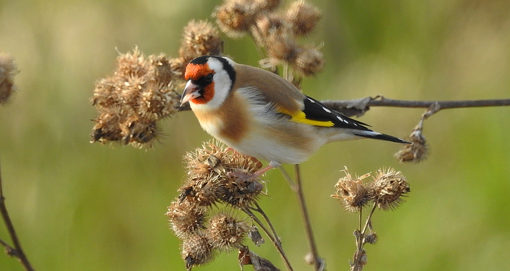 Szczygieł (Carduelis carduelis)