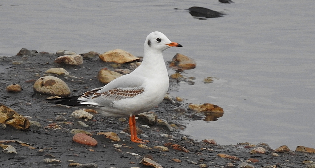 Mewa śmieszka, śmieszka (Chroicocephalus ridibundus)