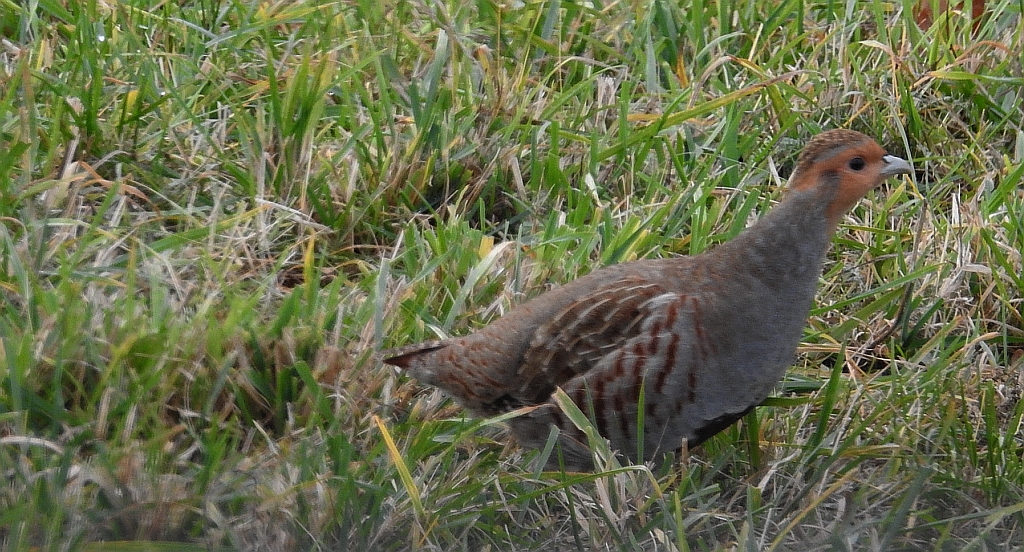 Kuropatwa zwyczajna, kuropatwa (Perdix perdix)