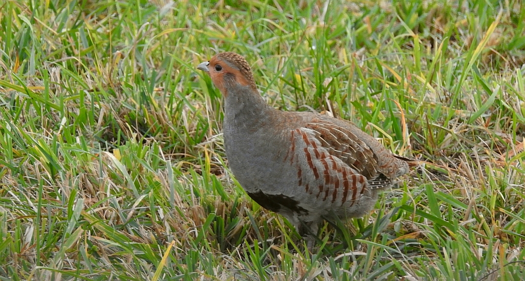 Kuropatwa zwyczajna, kuropatwa (Perdix perdix)