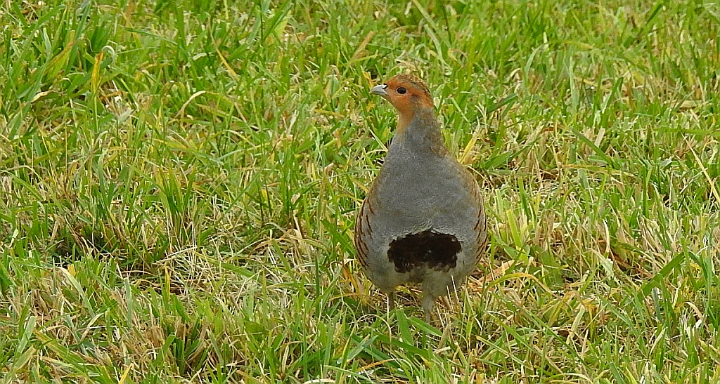 Kuropatwa zwyczajna, kuropatwa (Perdix perdix)