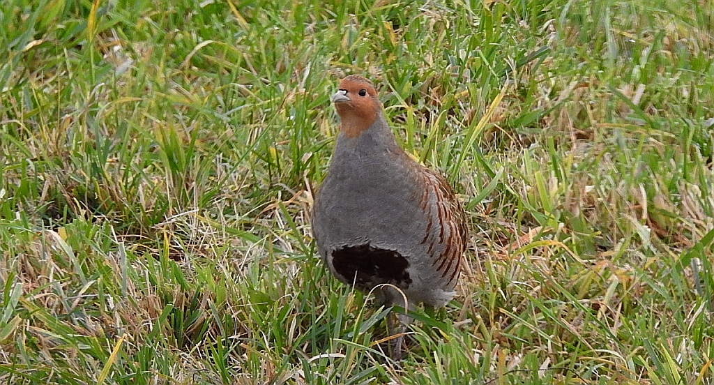 Kuropatwa zwyczajna, kuropatwa (Perdix perdix)