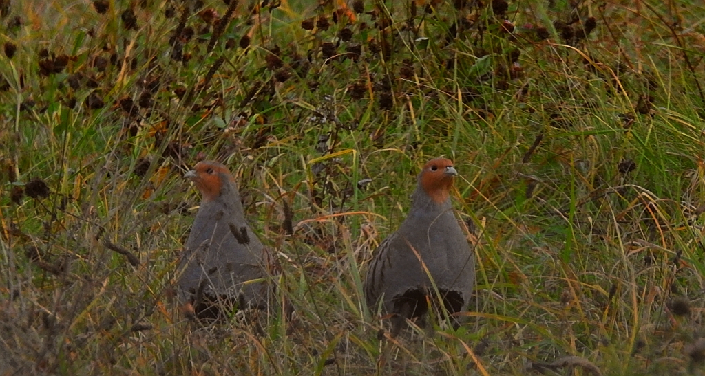 Kuropatwa zwyczajna, kuropatwa (Perdix perdix)