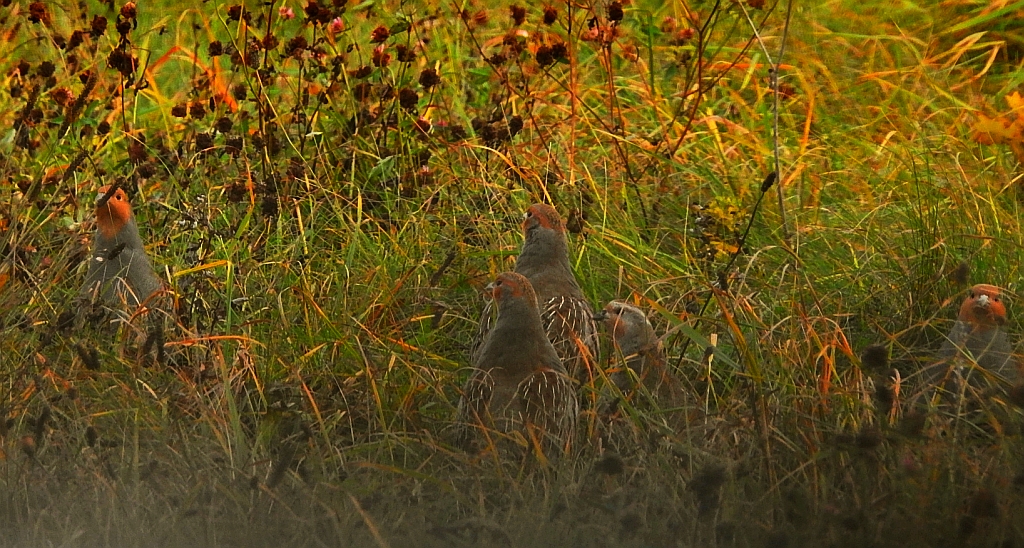 Kuropatwa zwyczajna, kuropatwa (Perdix perdix)