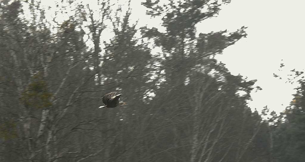 Bielik zwyczajny, bielik (Haliaeetus albicilla)