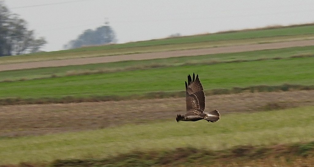 Myszołów zwyczajny, myszołów (Buteo buteo)