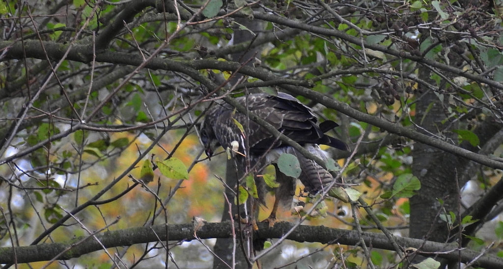 Myszołów zwyczajny, myszołów (Buteo buteo)