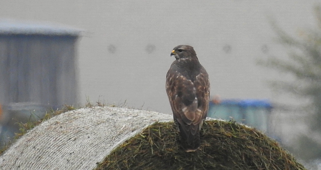 Myszołów zwyczajny, myszołów (Buteo buteo)