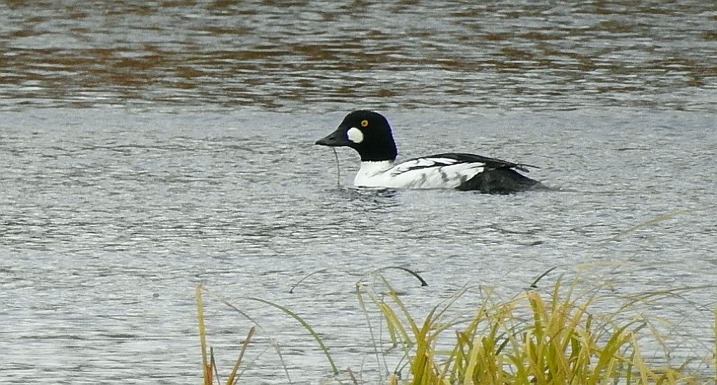Gągoł, gągoł krzykliwy (Bucephala clangula)