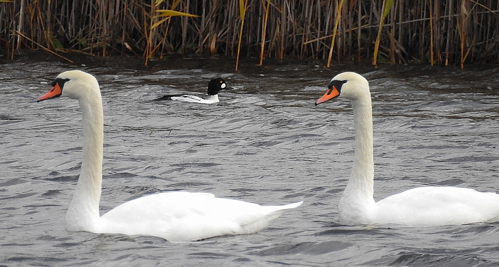 Łabędź niemy (Cygnus olor) i gągoł, gągoł krzykliwy (Bucephala clangula)