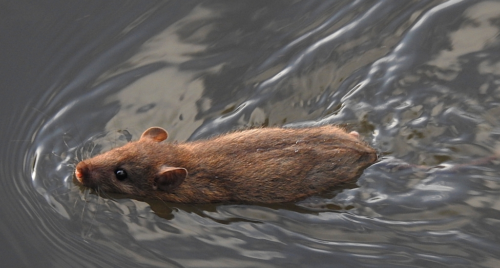 Szczur wędrowny (Rattus norvegicus)