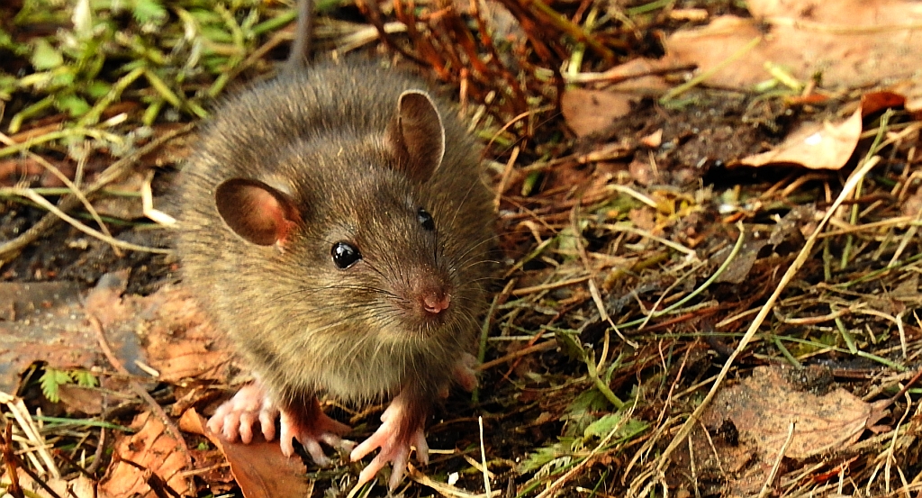 Szczur wędrowny (Rattus norvegicus)