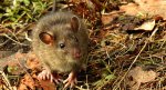 Szczur wędrowny (Rattus norvegicus)