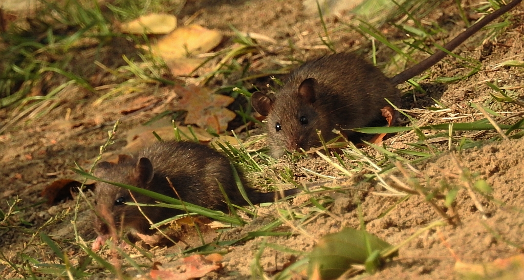 Szczur wędrowny (Rattus norvegicus)