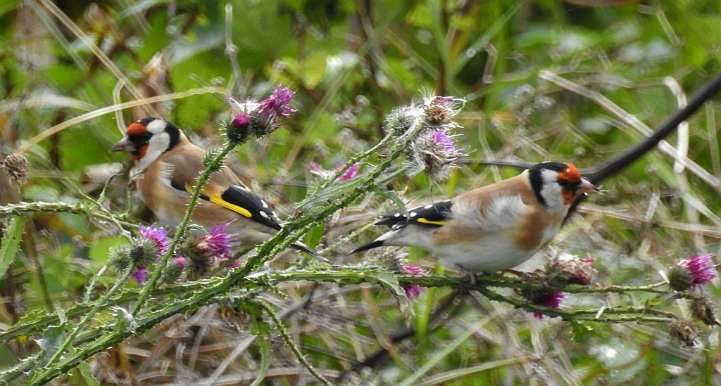 Szczygieł (Carduelis carduelis)