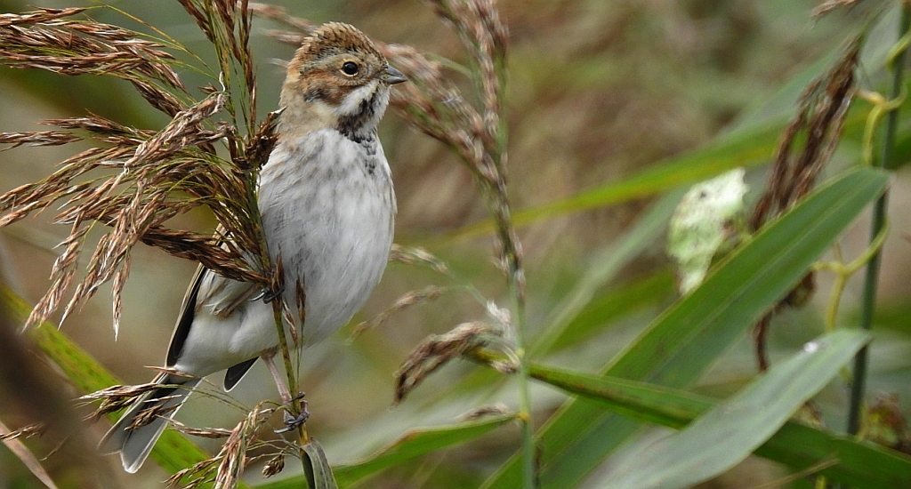 Potrzos zwyczajny, potrzos (Schoeniclus schoeniclus)