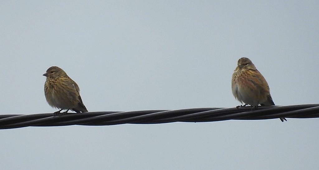 Makolągwa (Carduelis cannabina)
