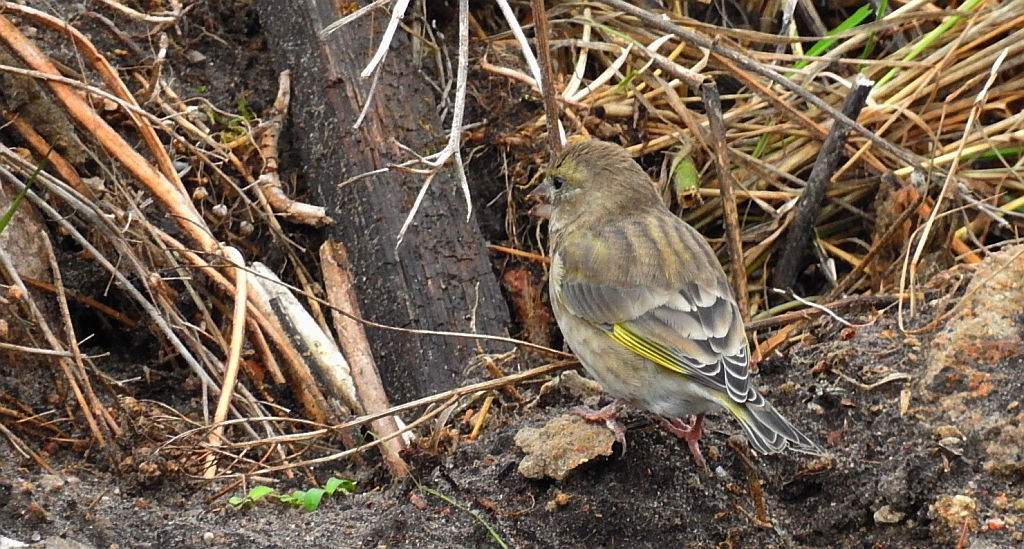 Dzwoniec zwyczajny, dzwoniec (Chloris chloris)