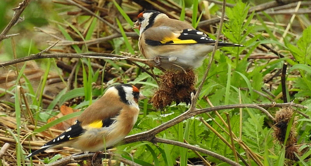 Szczygieł (Carduelis carduelis)