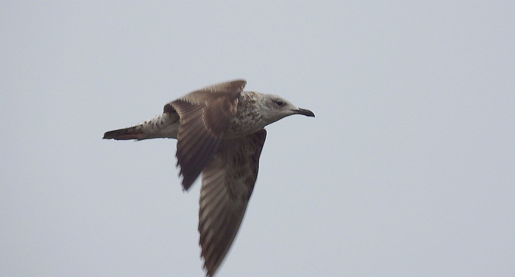 Mewa siodłata (Larus marinus)