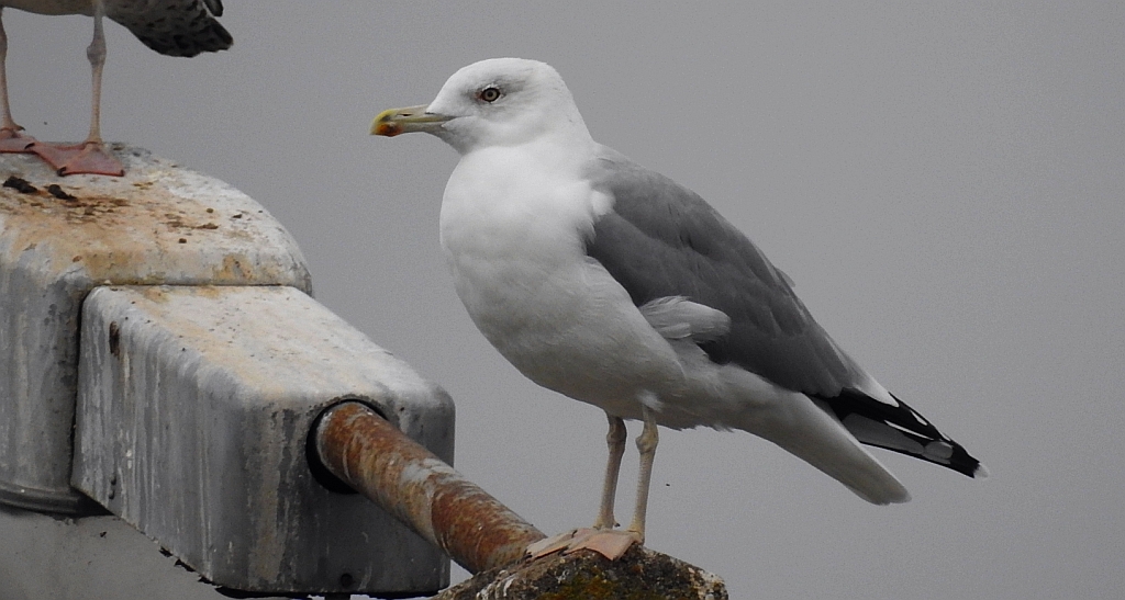 Mewa siodłata (Larus marinus)