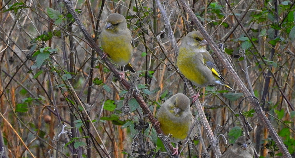 Dzwoniec zwyczajny, dzwoniec (Chloris chloris)