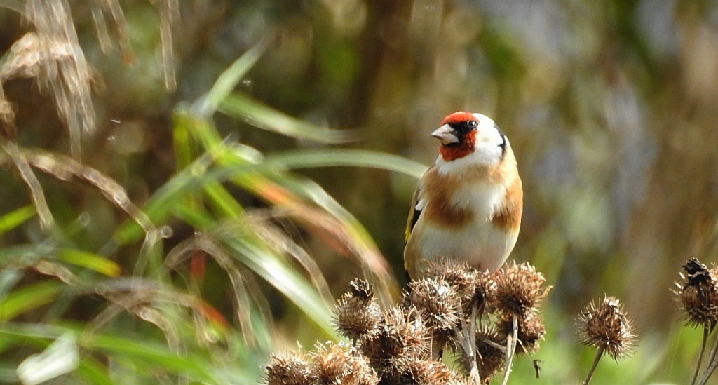 Szczygieł (Carduelis carduelis)