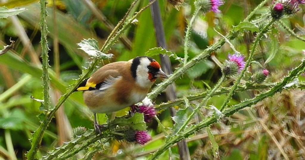 Szczygieł (Carduelis carduelis)