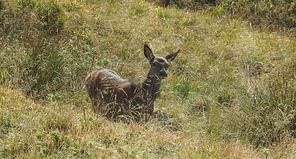 Jeleń szlachetny, jeleń (Cervus elaphus)