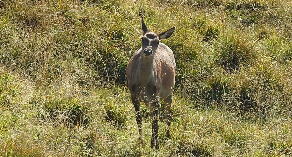 Jeleń szlachetny, jeleń (Cervus elaphus)