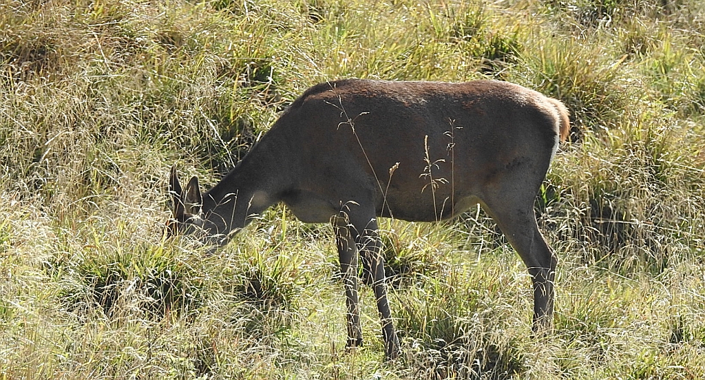 Jeleń szlachetny, jeleń (Cervus elaphus)