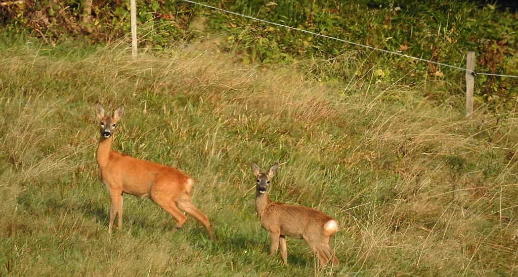 Sarna europejska (Capreolus capreolus)
