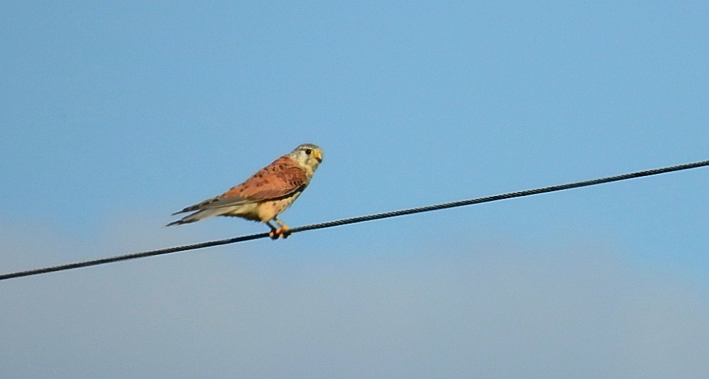 Pustułka zwyczajna, pustułka, sokół pustułka (Falco tinnunculus)