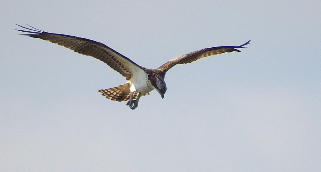 Rybołów, rybołów zwyczajny (Pandion haliaetus)