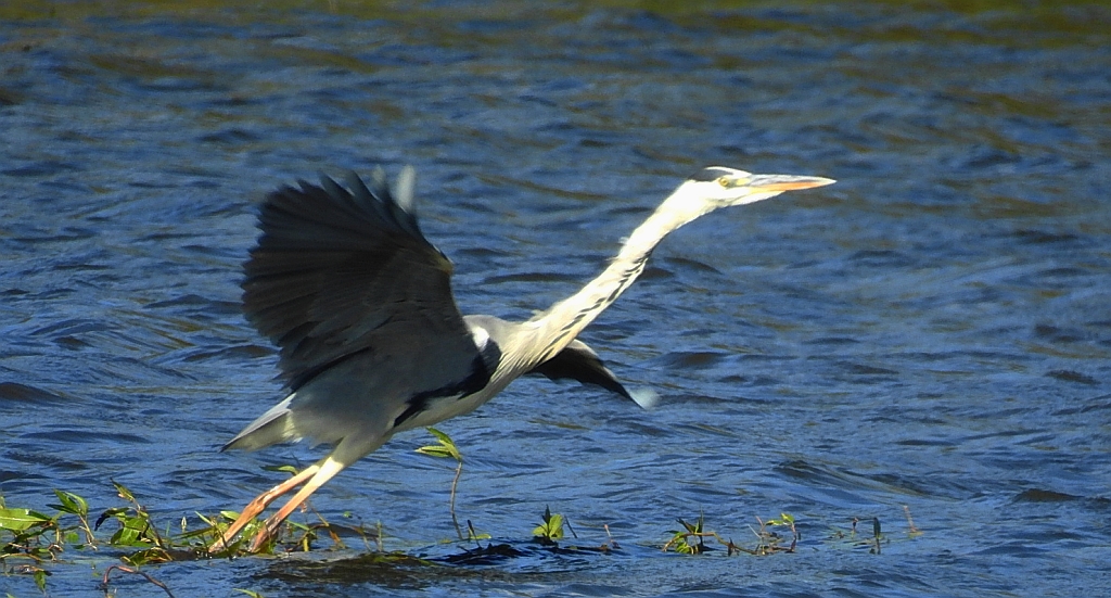 Czapla siwa (Ardea cinerea)