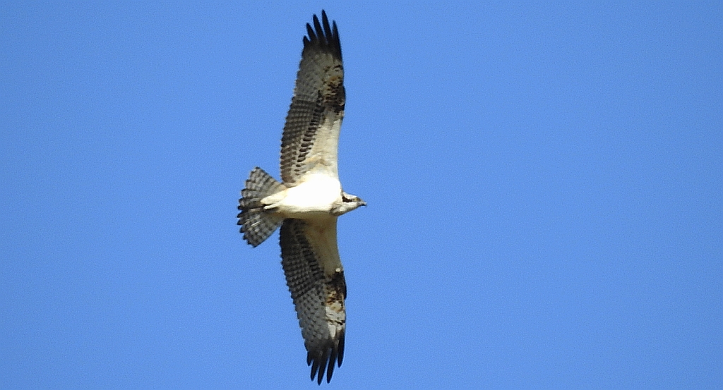 Rybołów, rybołów zwyczajny (Pandion haliaetus)