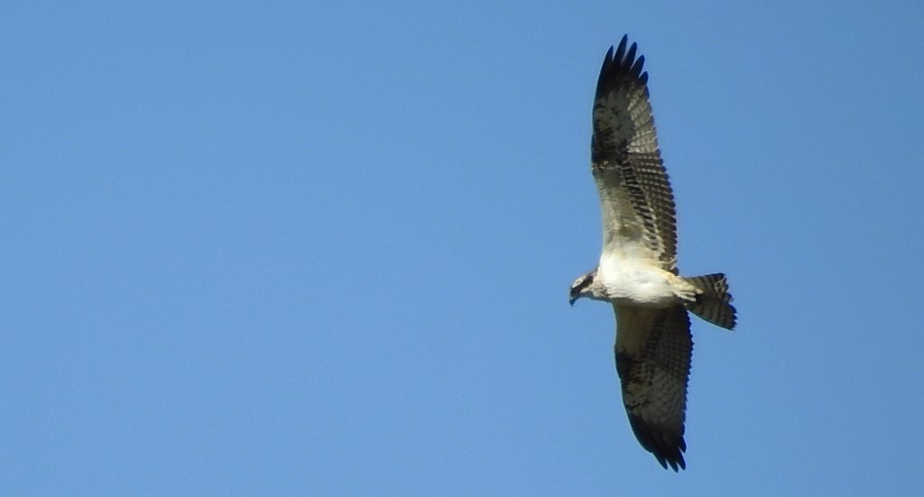 Rybołów, rybołów zwyczajny (Pandion haliaetus)