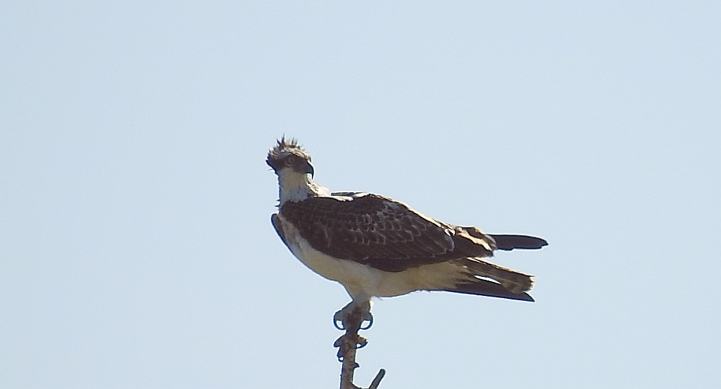 Rybołów, rybołów zwyczajny (Pandion haliaetus)