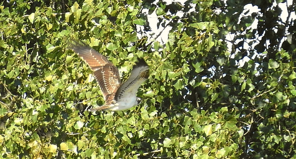 Rybołów, rybołów zwyczajny (Pandion haliaetus)