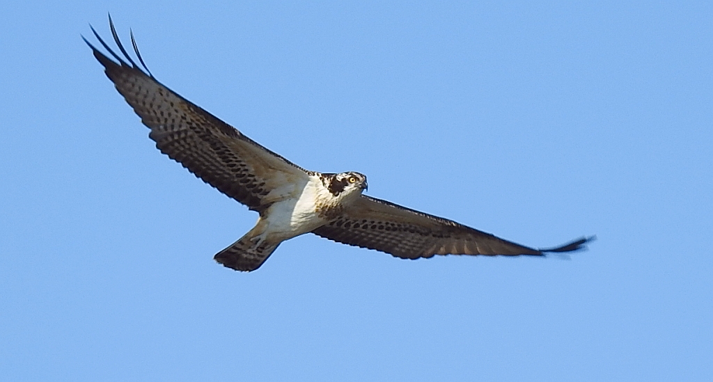 Rybołów, rybołów zwyczajny (Pandion haliaetus)