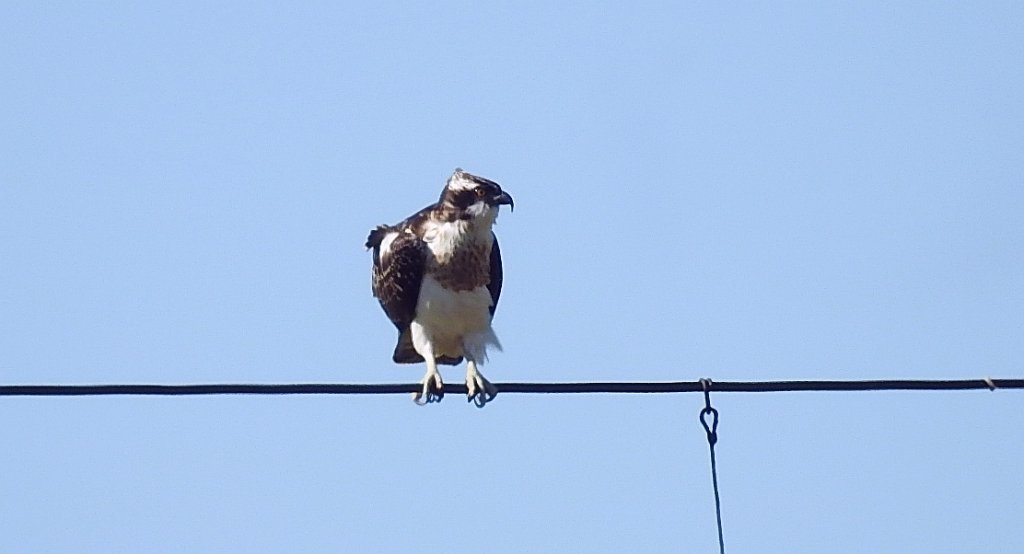 Rybołów, rybołów zwyczajny (Pandion haliaetus)