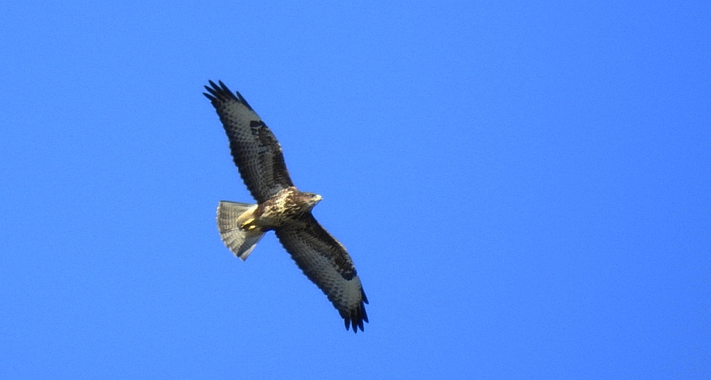 Myszołów zwyczajny, myszołów (Buteo buteo)