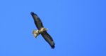 Myszołów zwyczajny, myszołów (Buteo buteo)