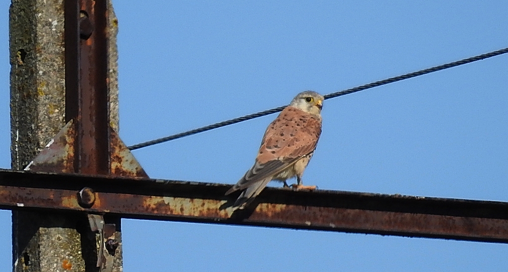 Pustułka zwyczajna, pustułka, sokół pustułka (Falco tinnunculus)