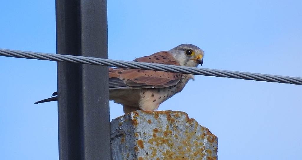 Pustułka zwyczajna, pustułka, sokół pustułka (Falco tinnunculus)
