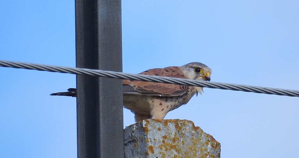 Pustułka zwyczajna, pustułka, sokół pustułka (Falco tinnunculus)