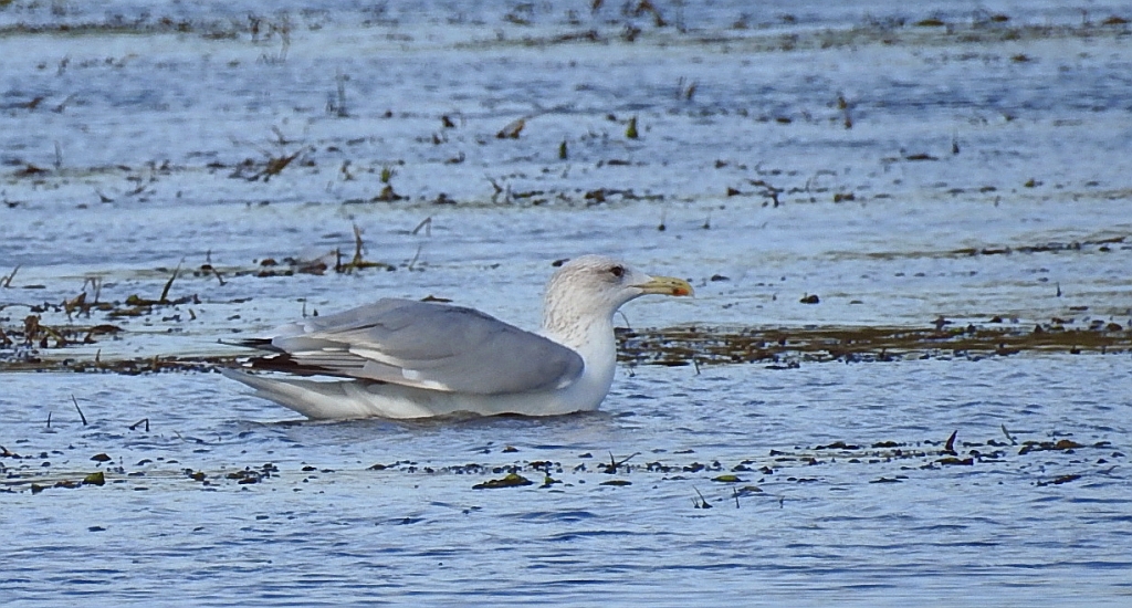 Mewa srebrzysta (Larus argentatus)
