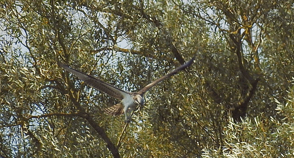 Rybołów, rybołów zwyczajny (Pandion haliaetus)